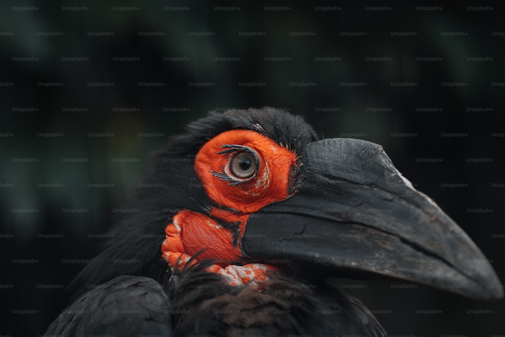 um pássaro preto com uma cabeça vermelha e laranja