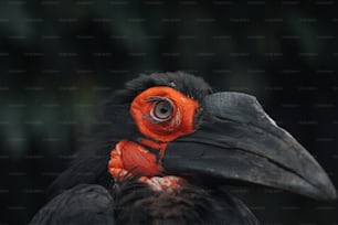 a black bird with a red and orange head