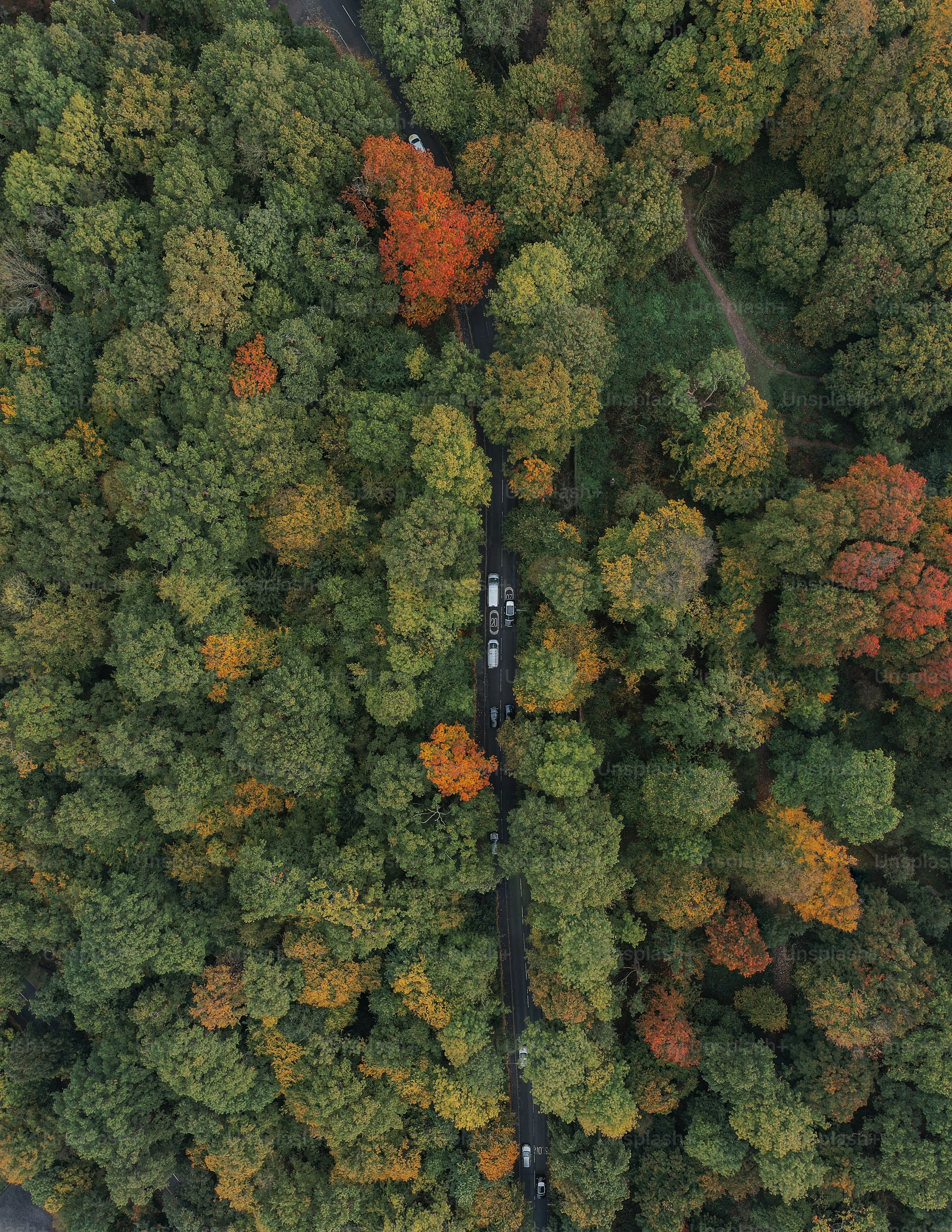 Una strada circondata da alberi