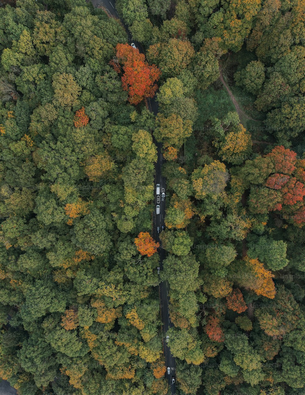 a road surrounded by trees