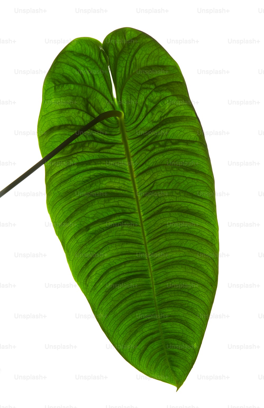 a close-up of a leaf