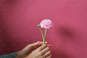 una mano che tiene un piccolo fiore rosa
