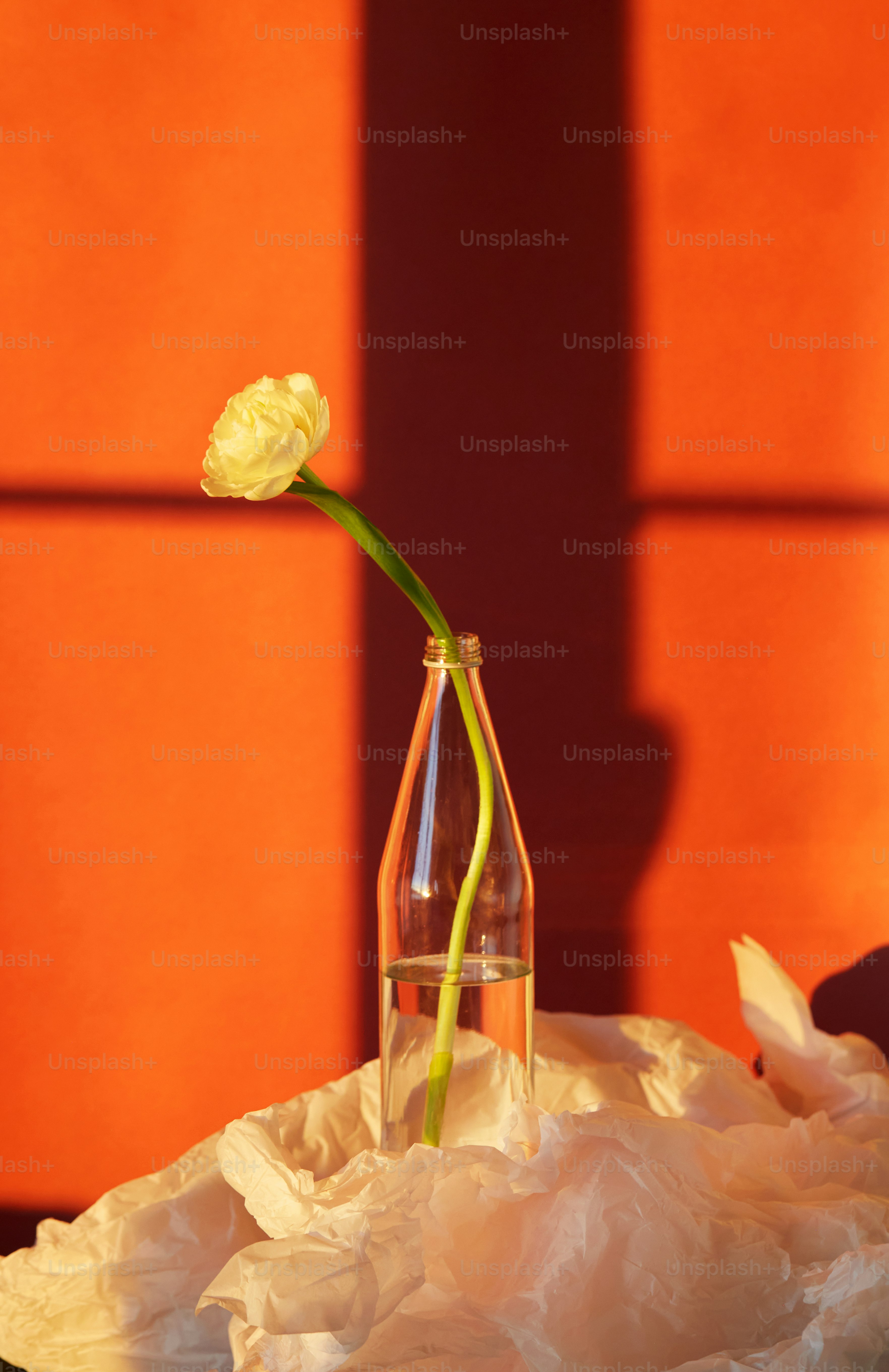 a yellow rose in a vase