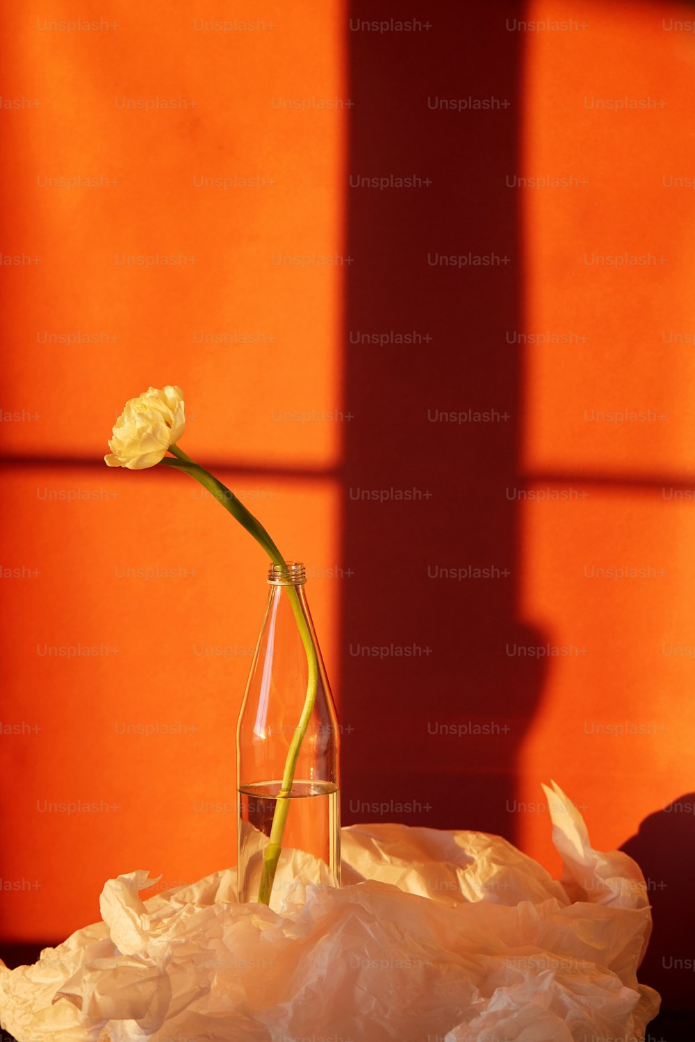 um vaso com flores brancas