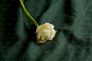 una flor blanca sobre una tela negra
