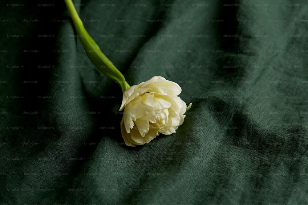 une fleur blanche sur un tissu noir