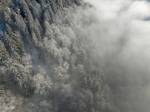 Ein Wasserfall mit Bäumen drumherum