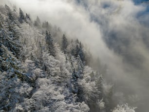 a forest of trees covered in snow