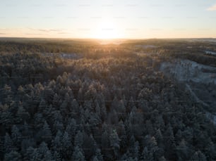 Une forêt d’arbres