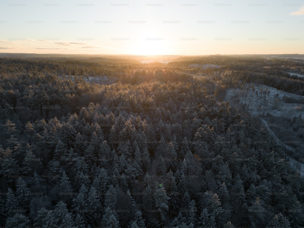 a forest of trees