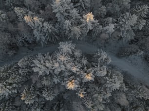 Eine Baumgruppe mit Schnee
