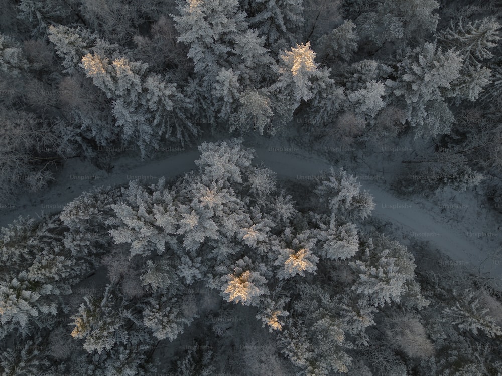 Un grupo de árboles con nieve