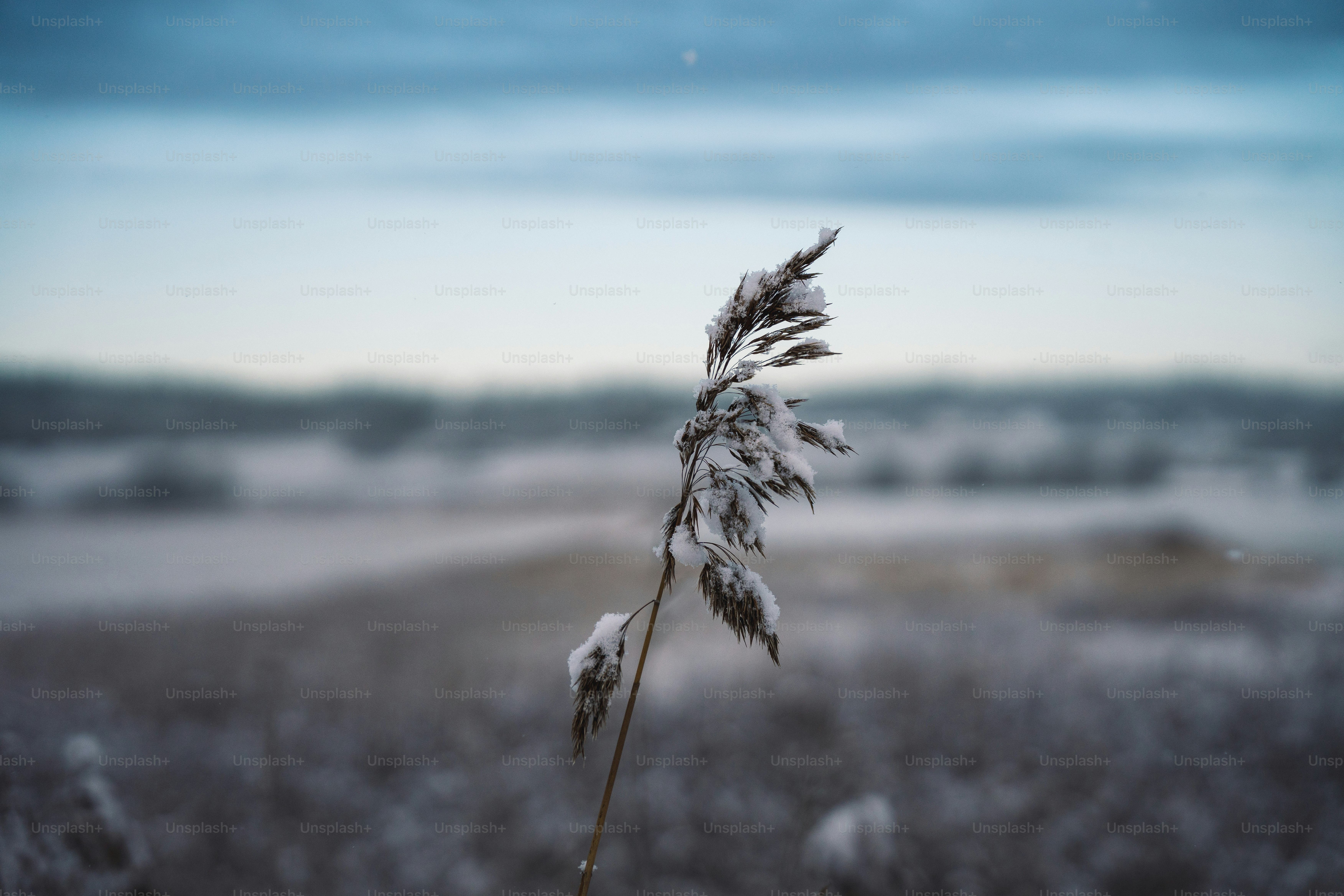 a close-up of a plant
