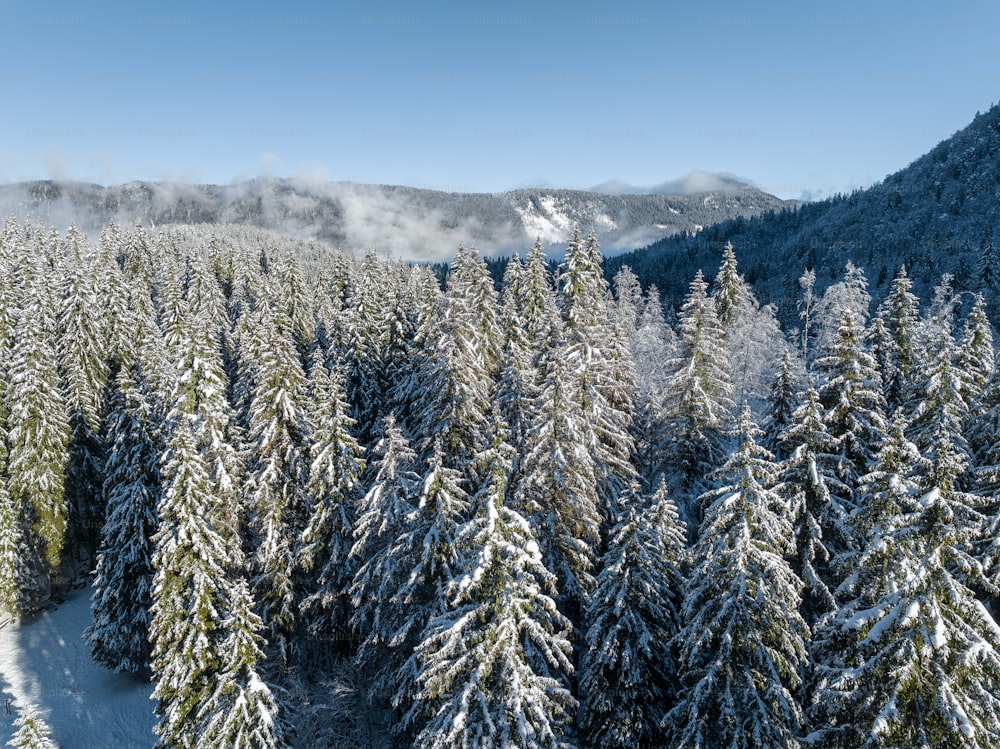 uma floresta coberta de neve com uma montanha ao fundo