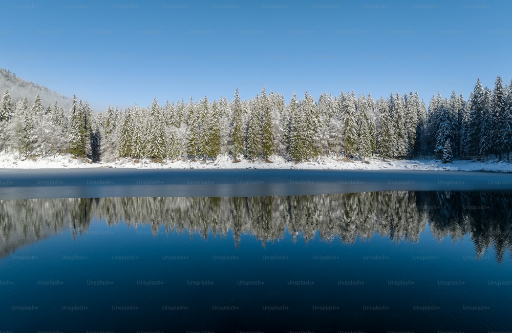 um grande corpo de água cercado por árvores cobertas de neve