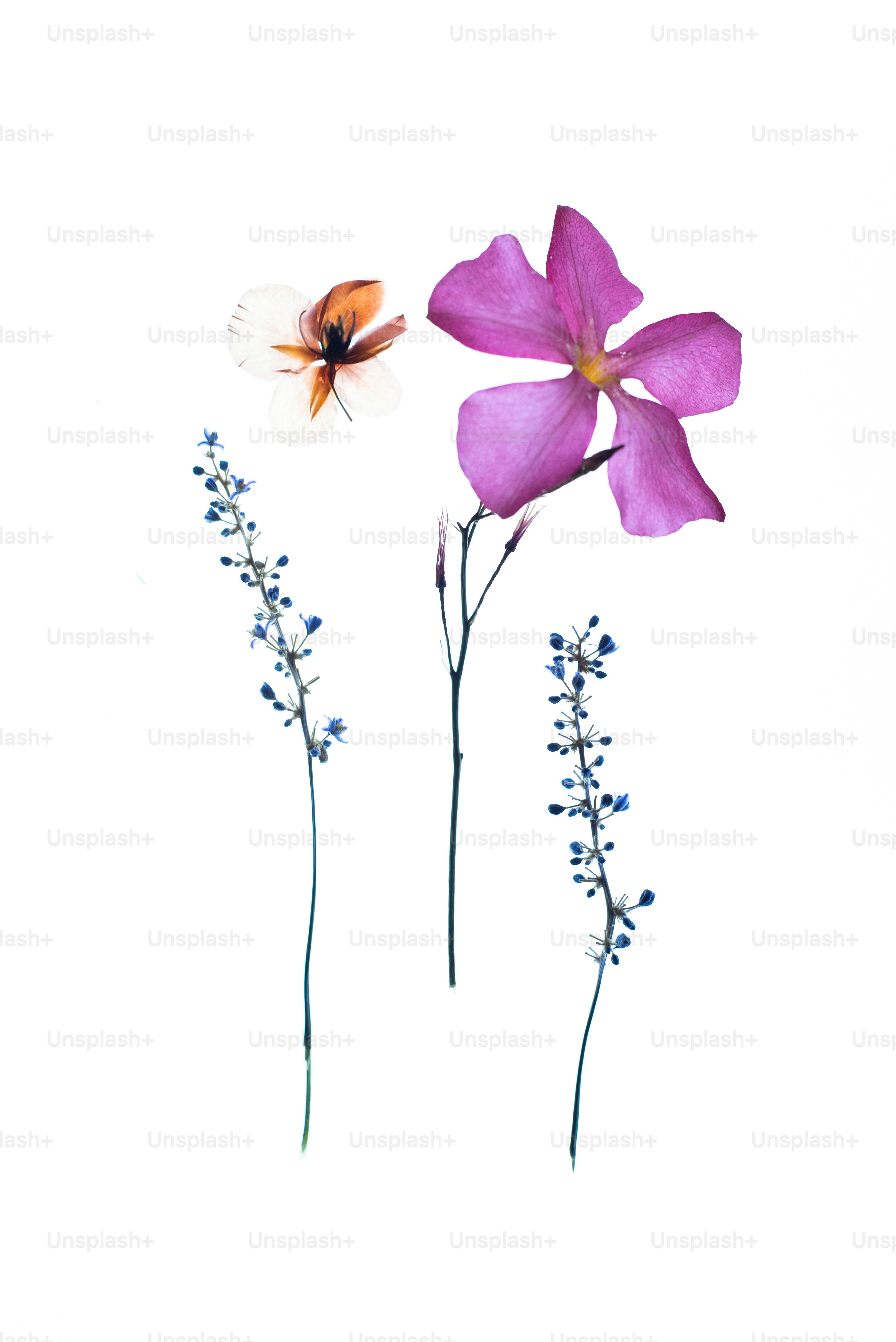Eine Gruppe von Blumen