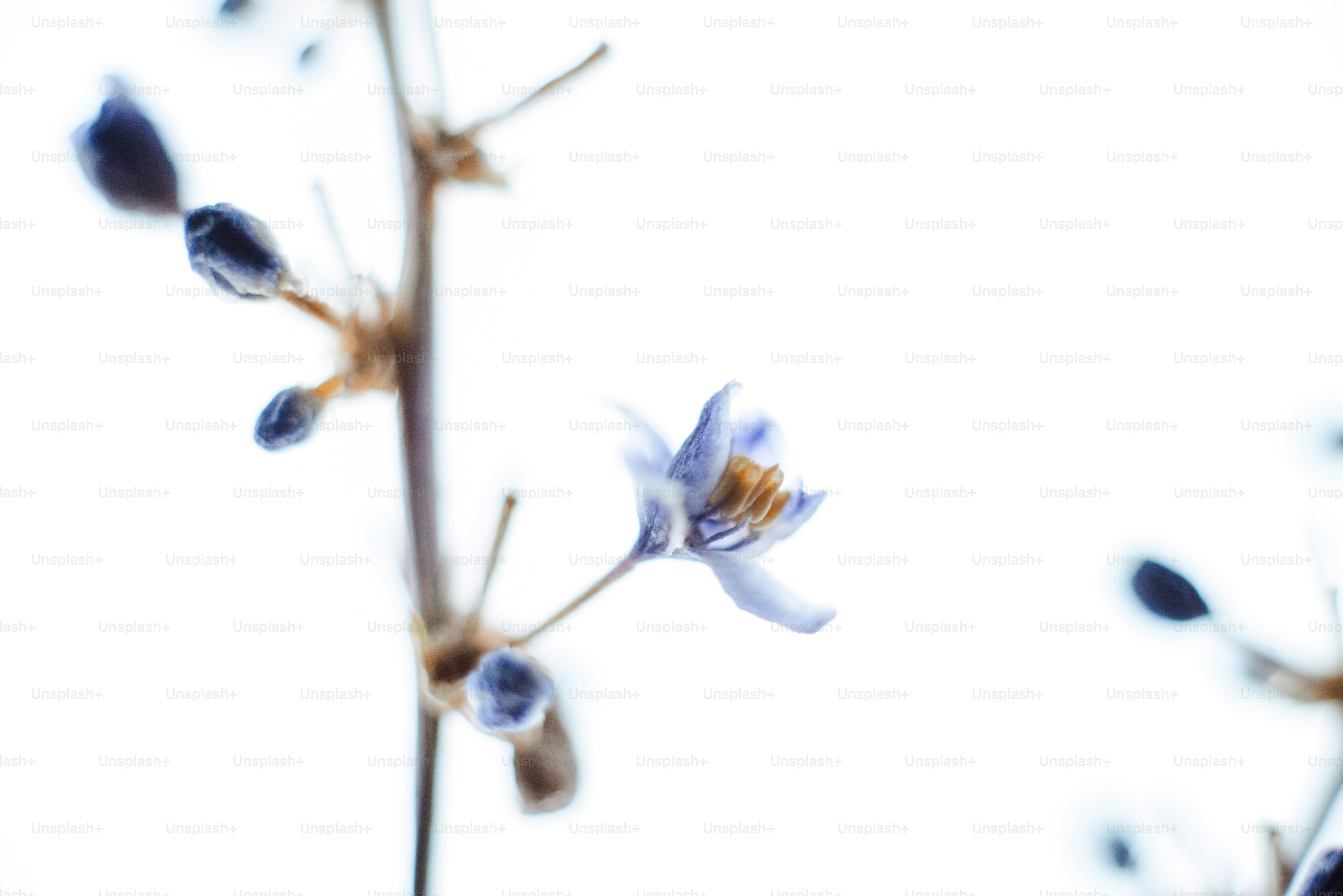 A close up of a flower photo – Flower Image on Unsplash