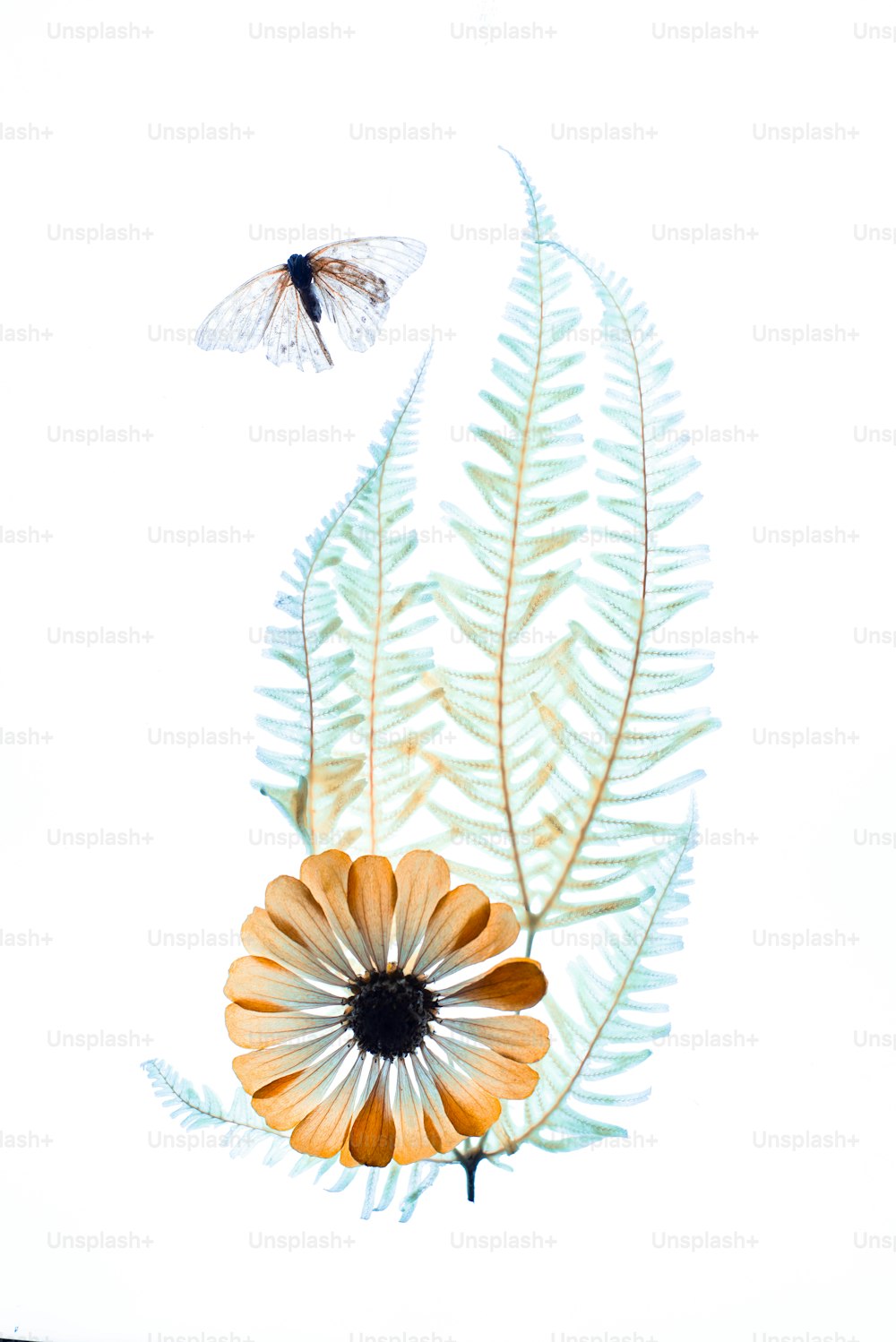 Press Dried Rose Flower Petals on Notebook Page, on White Carpet Fur Stock  Image - Image of note, flora: 83692419