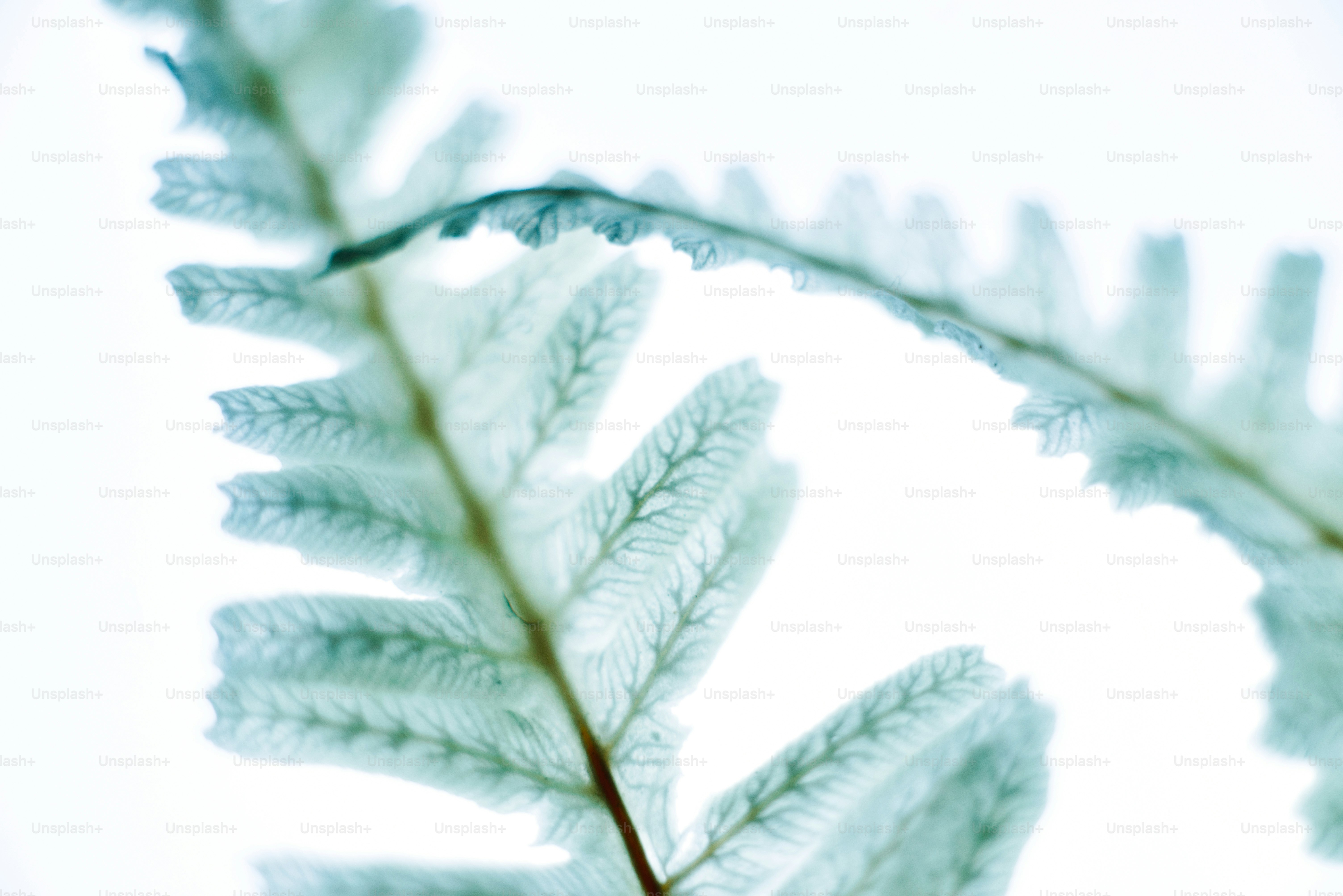 A close up of a flower photo – Flower Image on Unsplash
