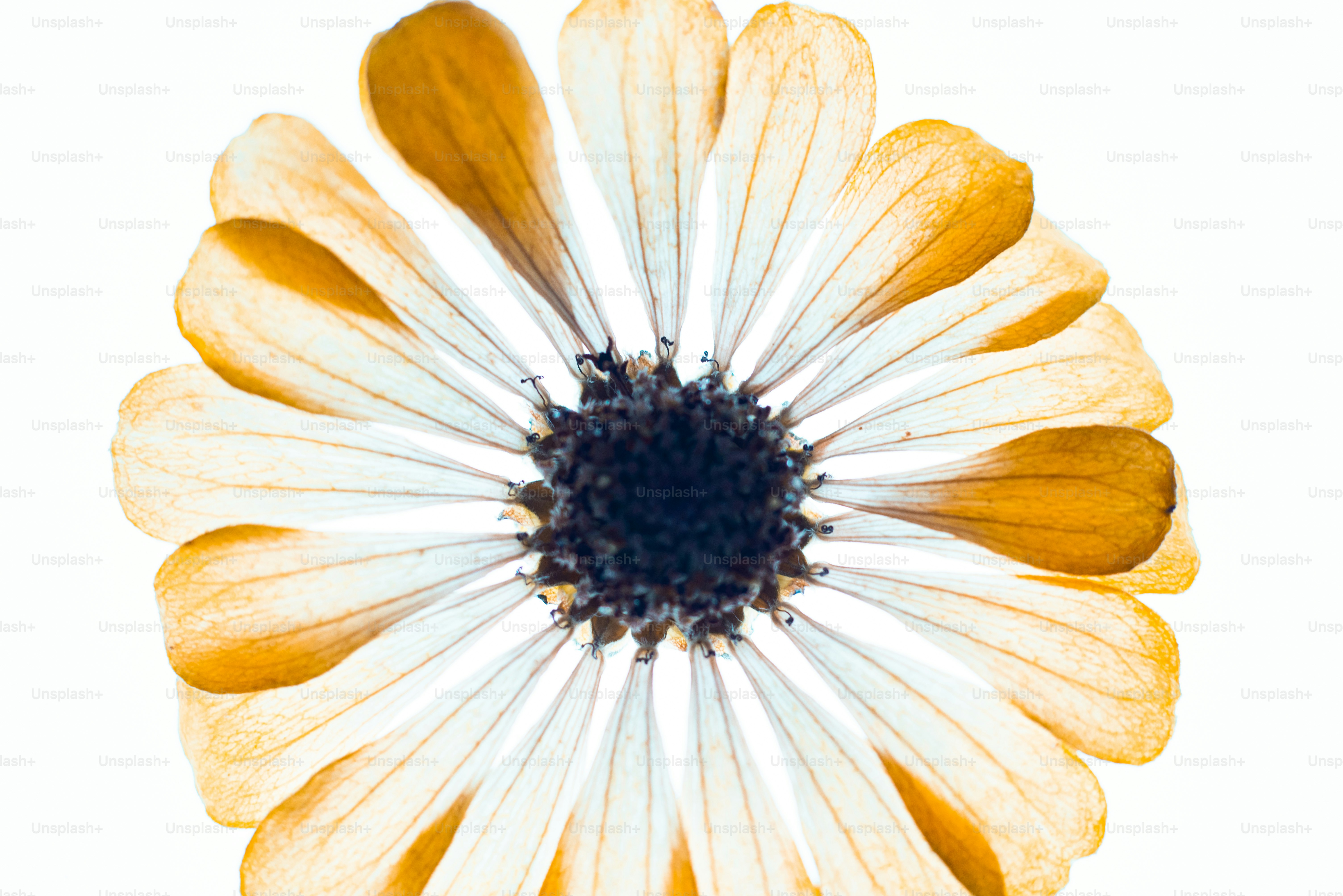 A close up of a flower photo – Rebirth Image on Unsplash