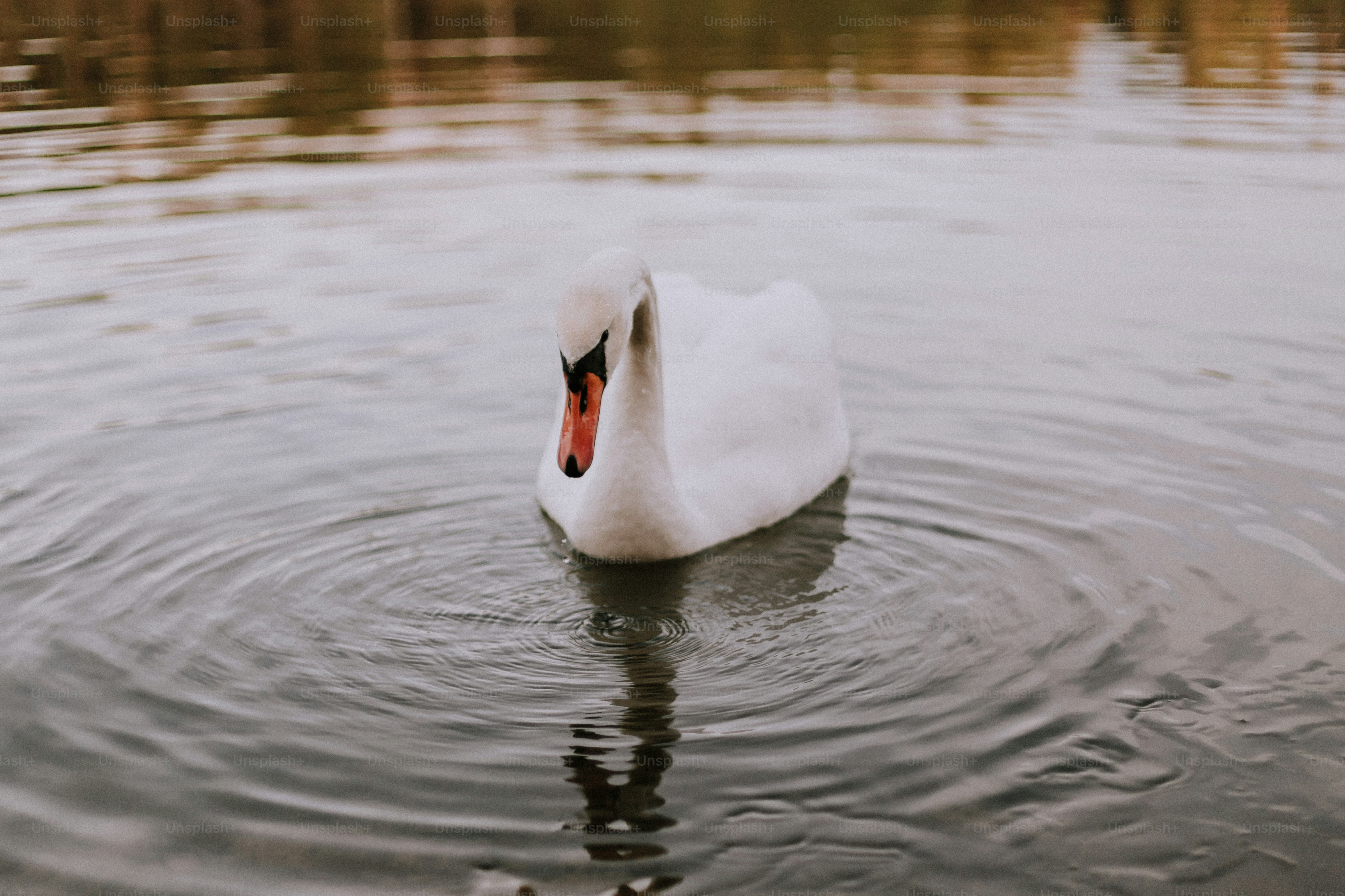 You may not quite be free as a bird, but this amazing collection of bird images is just that: totally free to use! Parrots, owls, hummingbirds: Unsplash has images of them all, each prettier than the last.