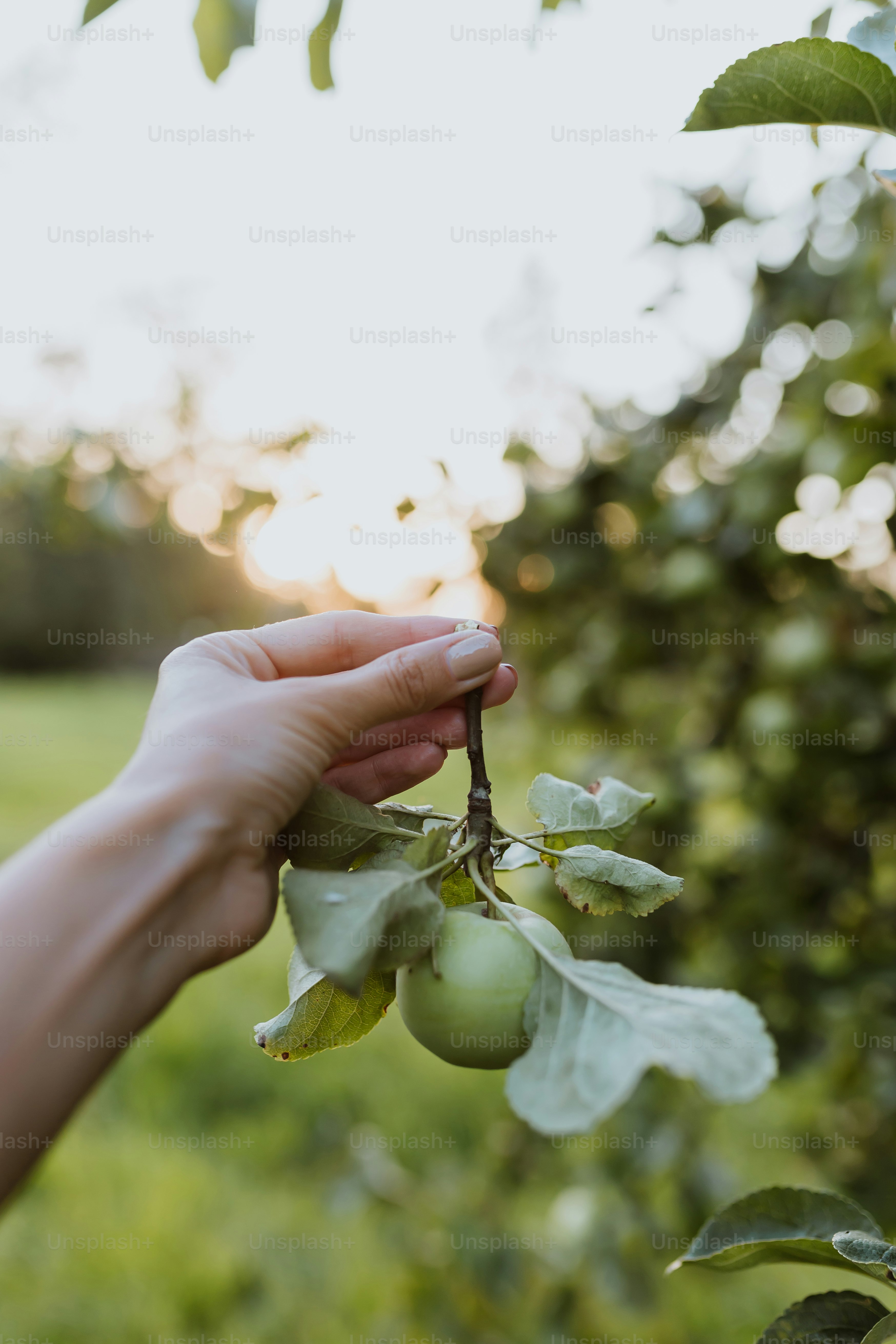 a hand holding a small plant