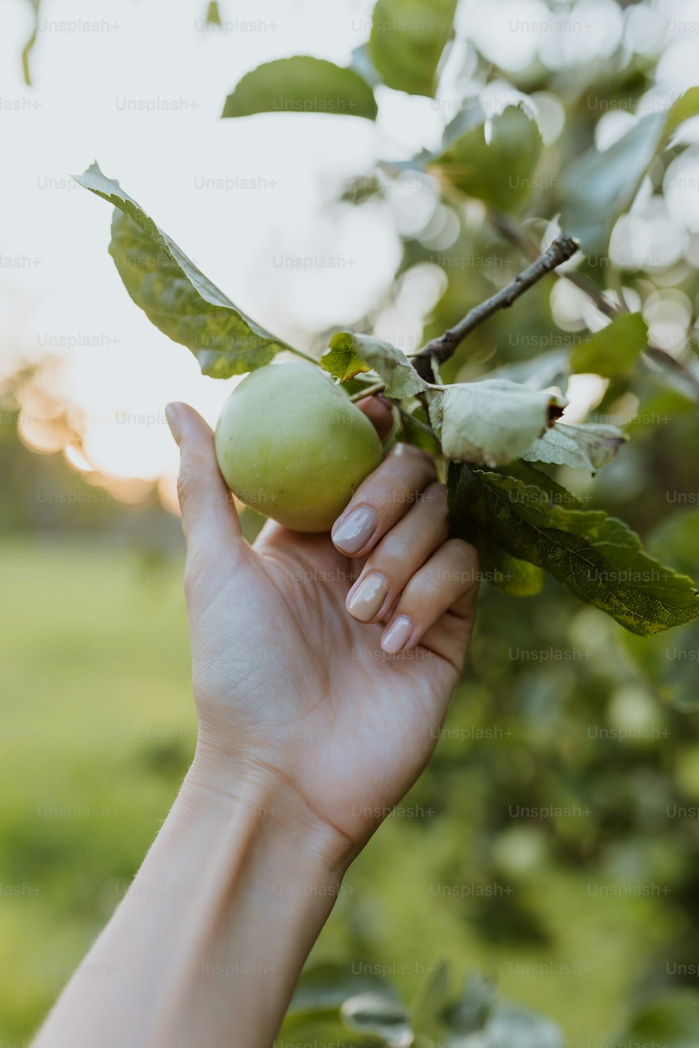 a hand holding a green apple