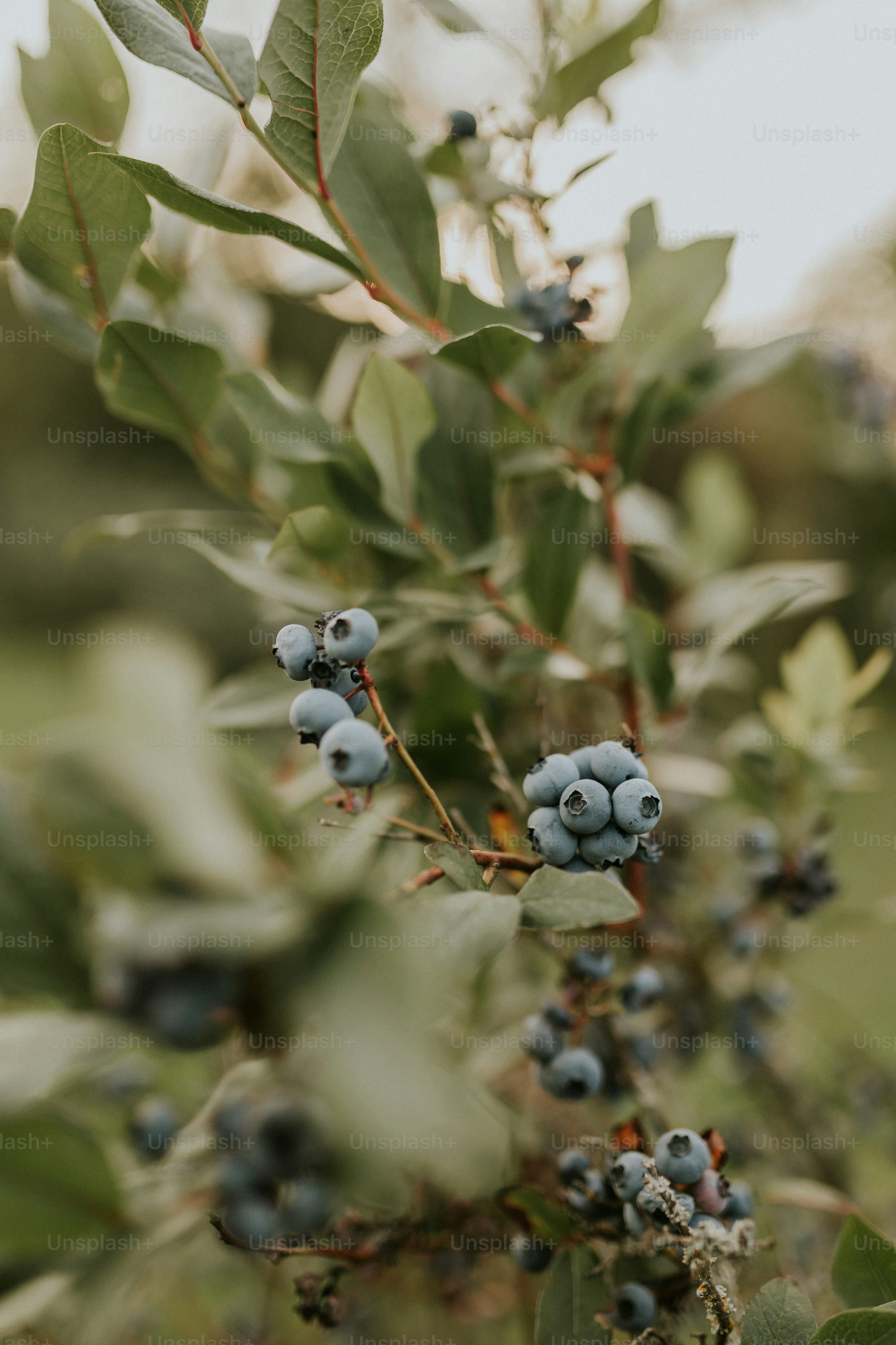 a close up of some berries