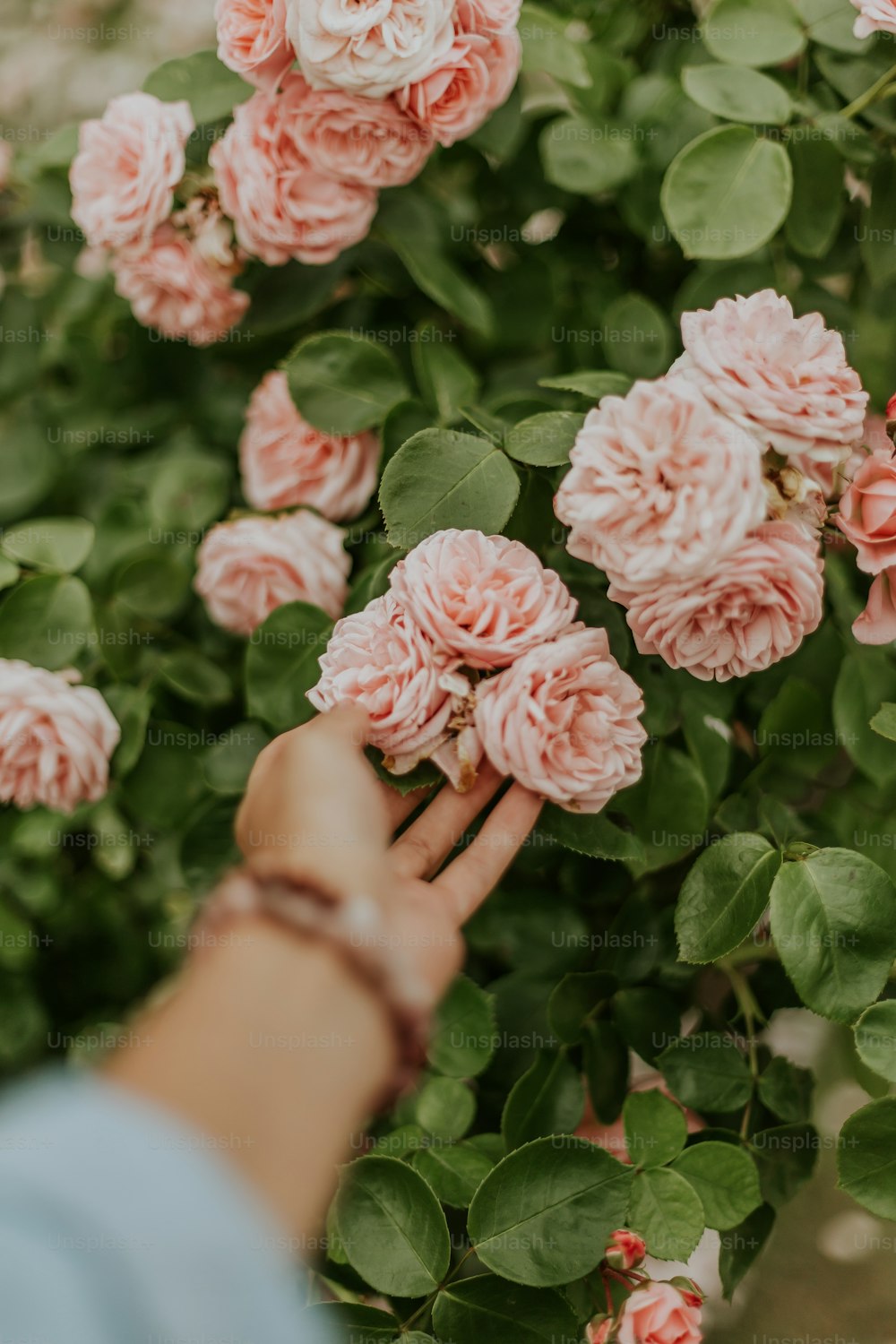 a hand holding a pink flower