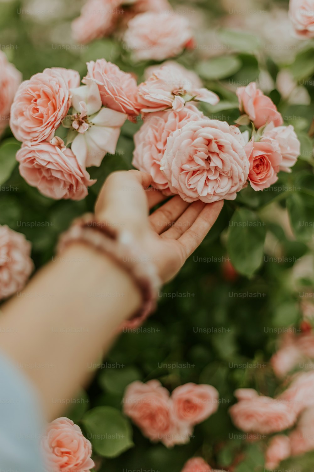 una mano che tiene i fiori rosa