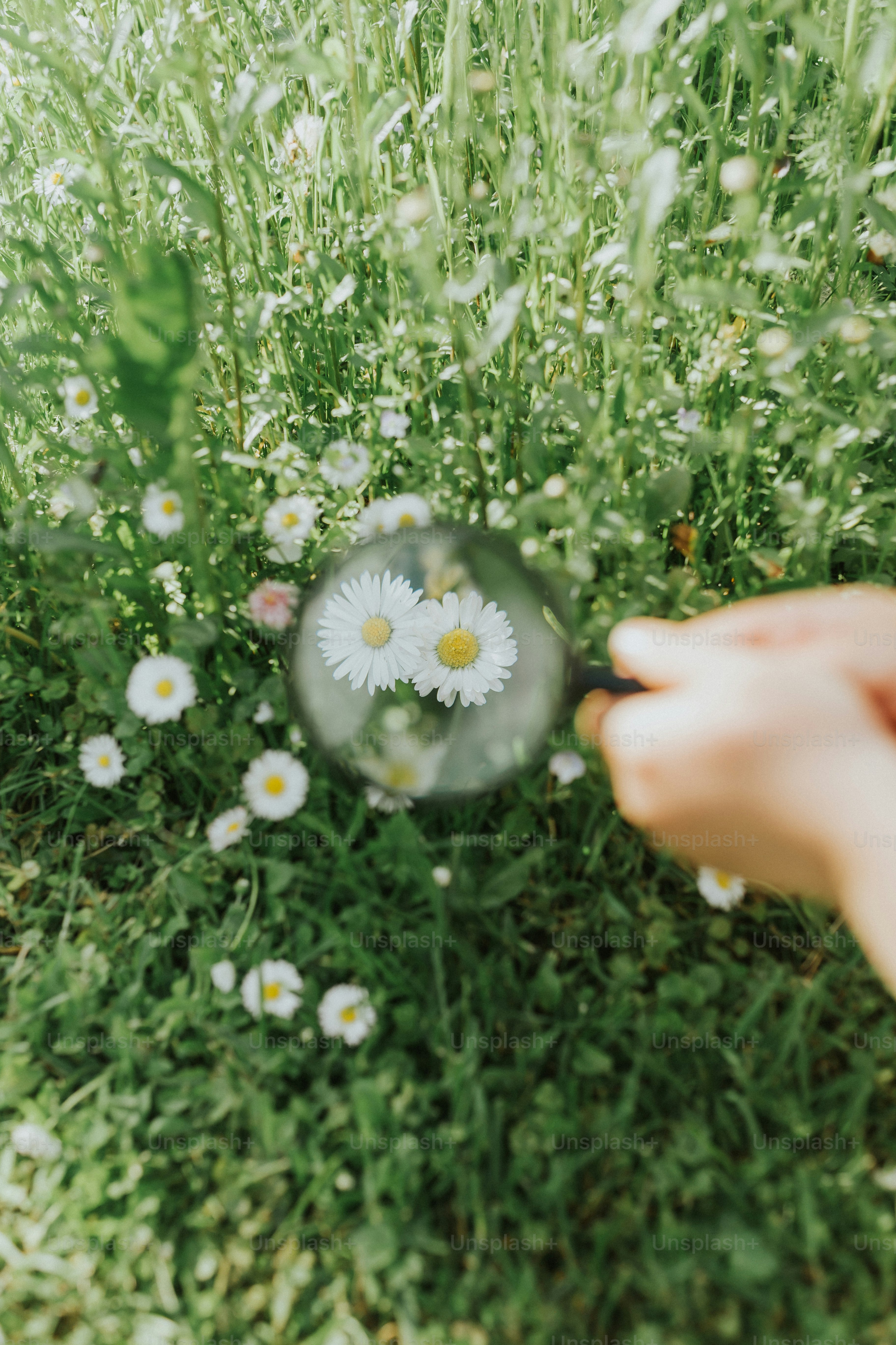Magnifying daisies