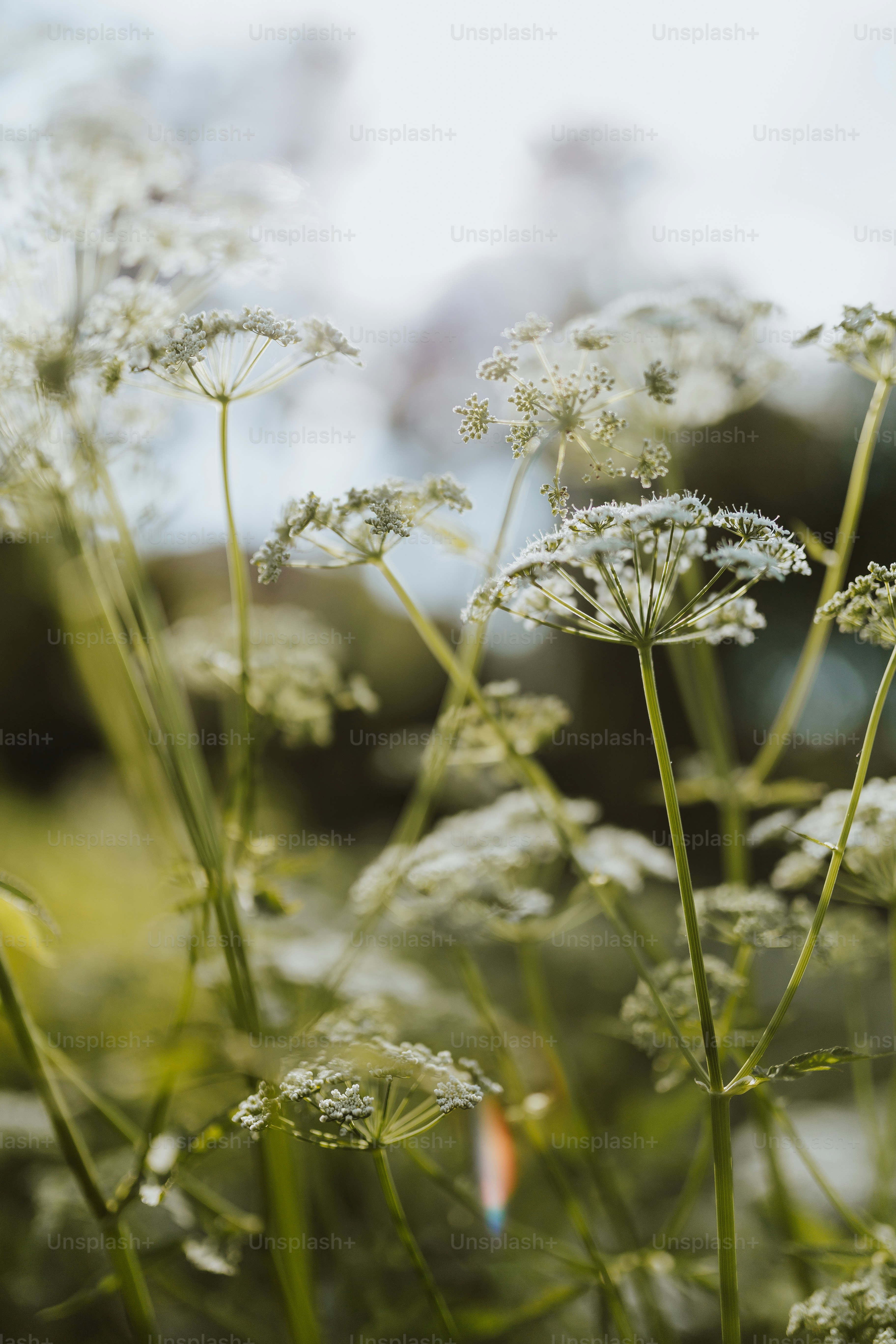 close-up of white flowers