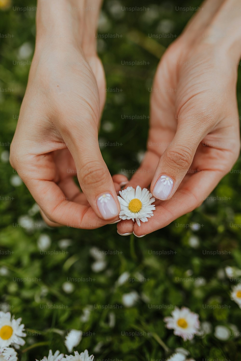 a pair of hands holding flowers