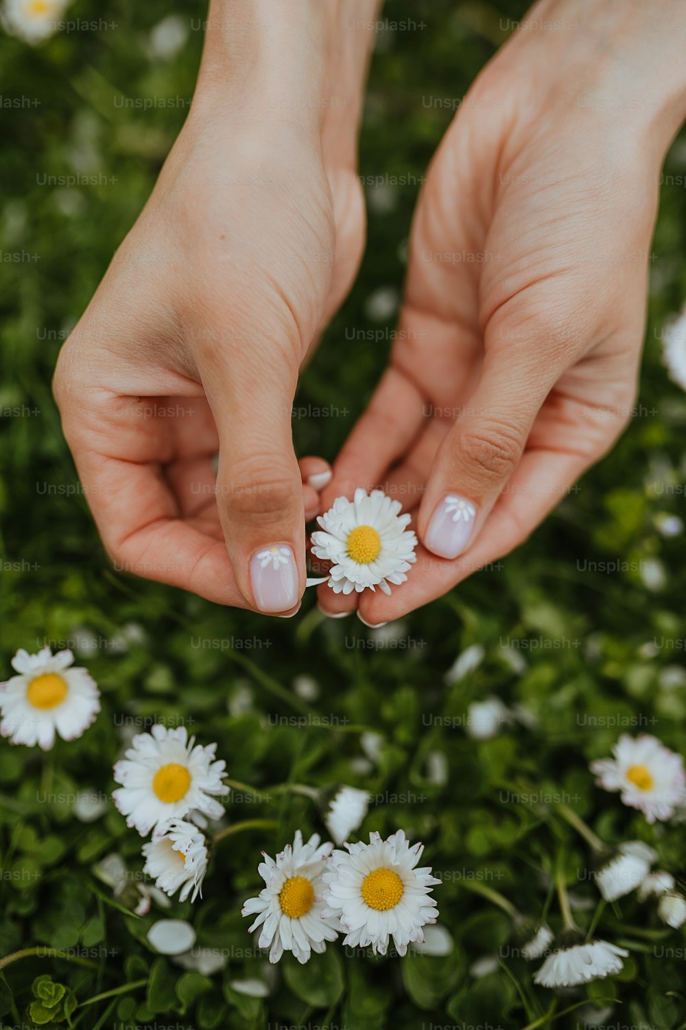 un par de manos sosteniendo flores