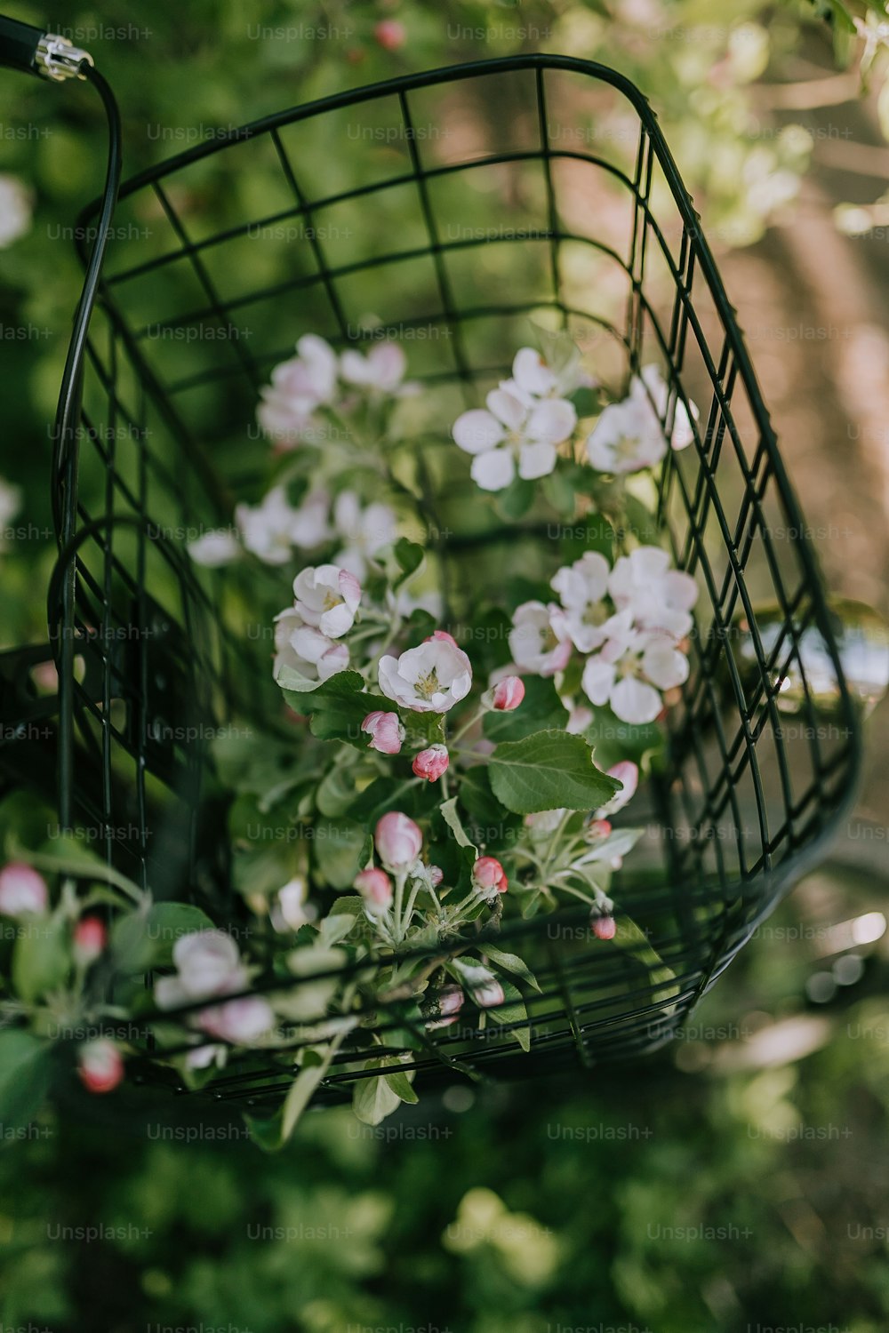 una pianta con fiori bianchi