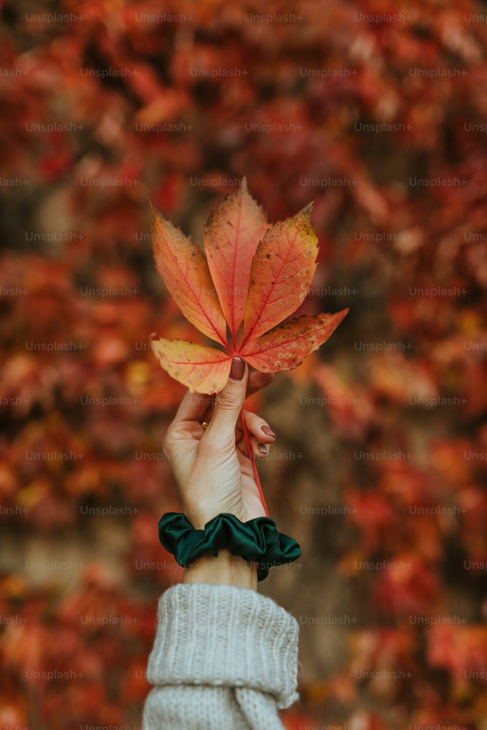uma mão segurando uma folha