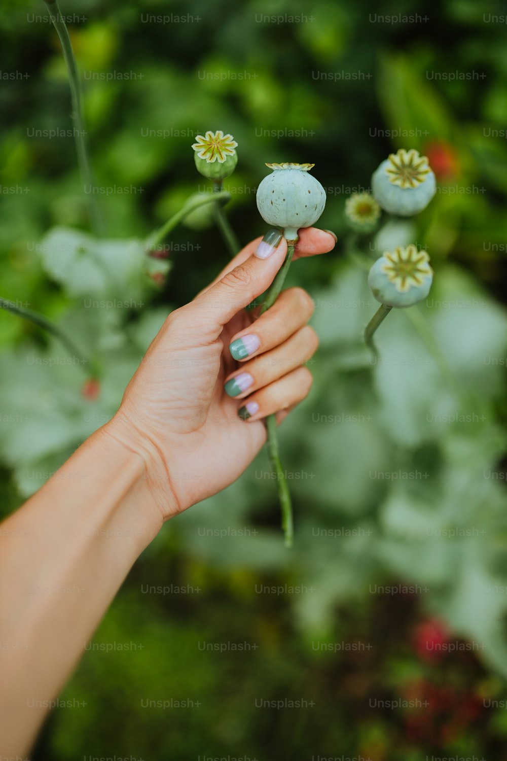 eine Hand, die eine kleine Pflanze hält