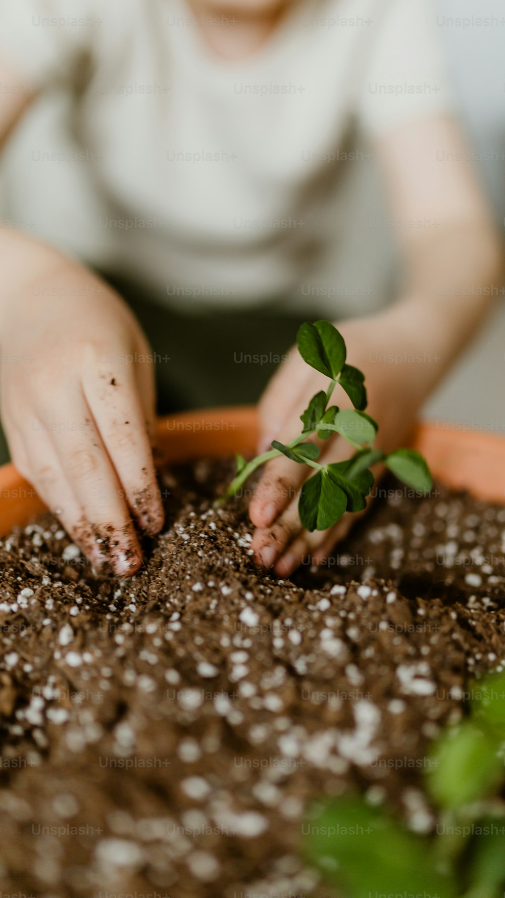 a person holding a plant