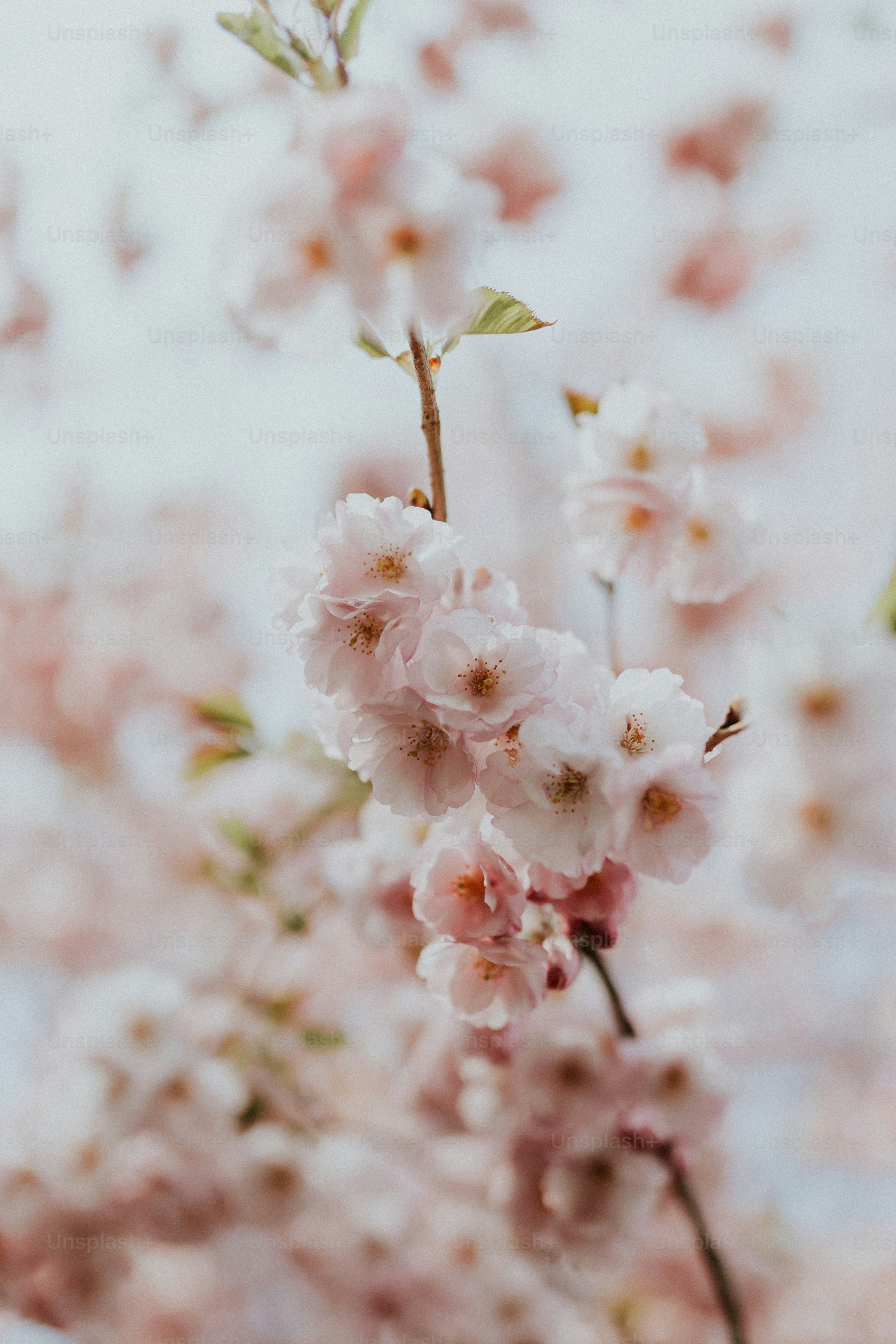 a close up of some flowers