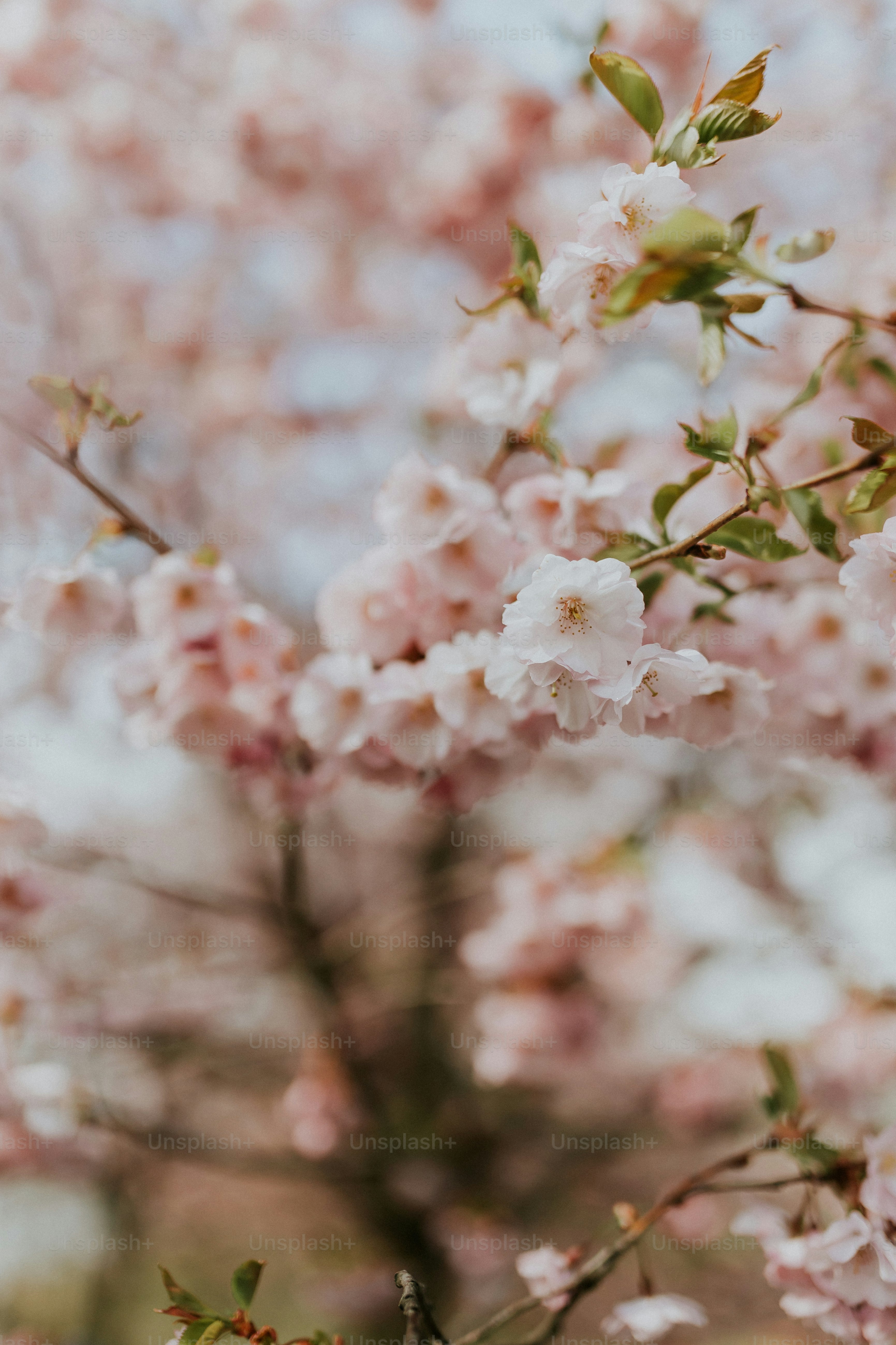 Light Pink Flowers Pictures | Download Free Images on Unsplash, image size:3000x4500