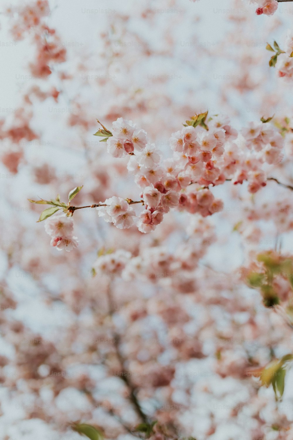 a close up of some flowers