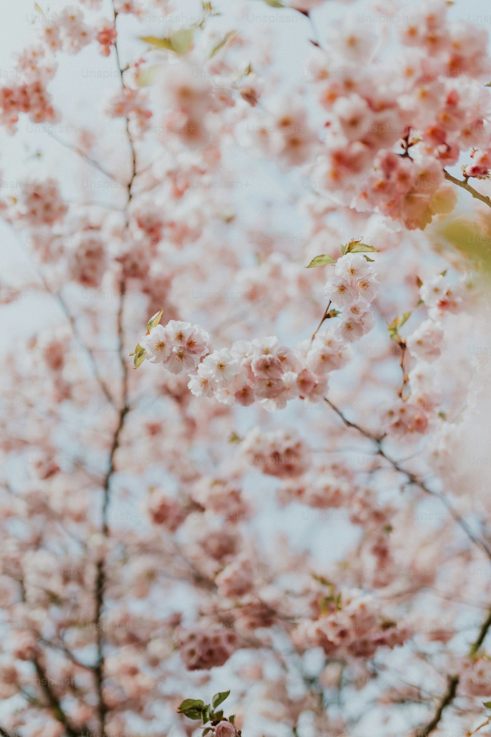 126,876 Japanese Cherry Blossom Stock Photos - Free & Royalty-Free