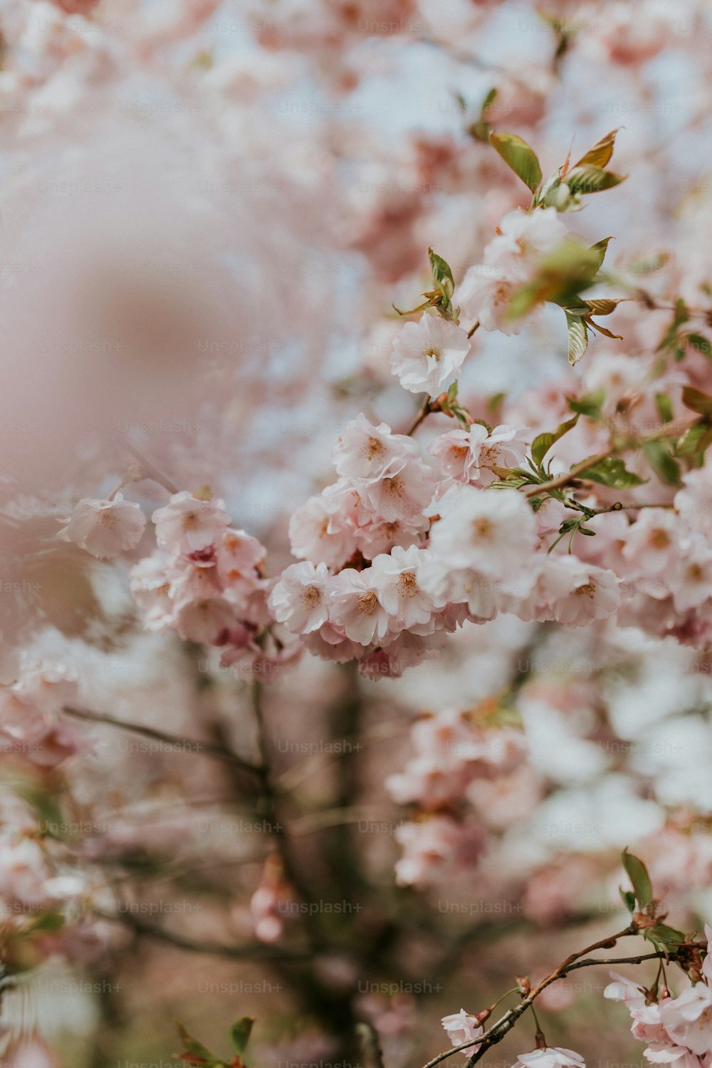 a close up of some flowers