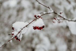 a branch with red berries