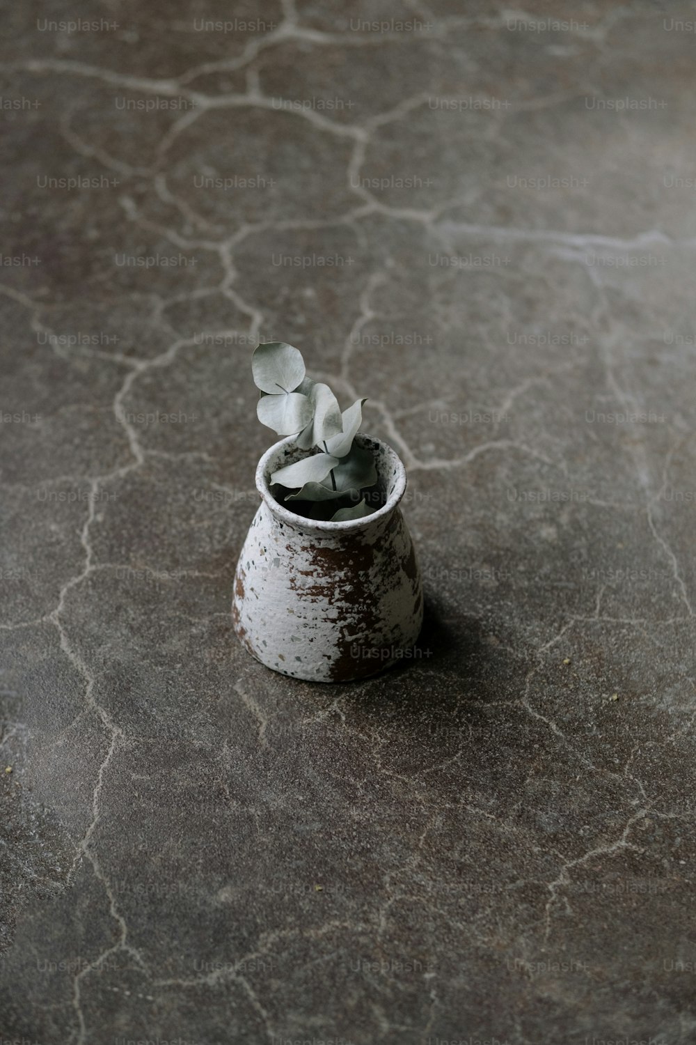 une plante en pot sur une surface de pierre