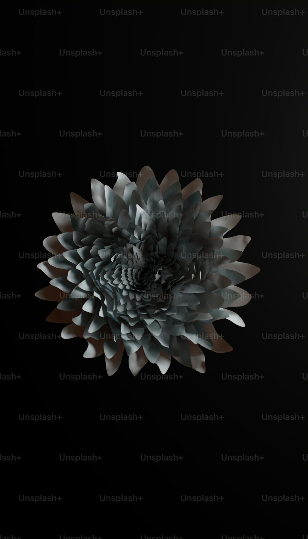 Black Flower Pictures [HD]  Download Free Images on Unsplash
