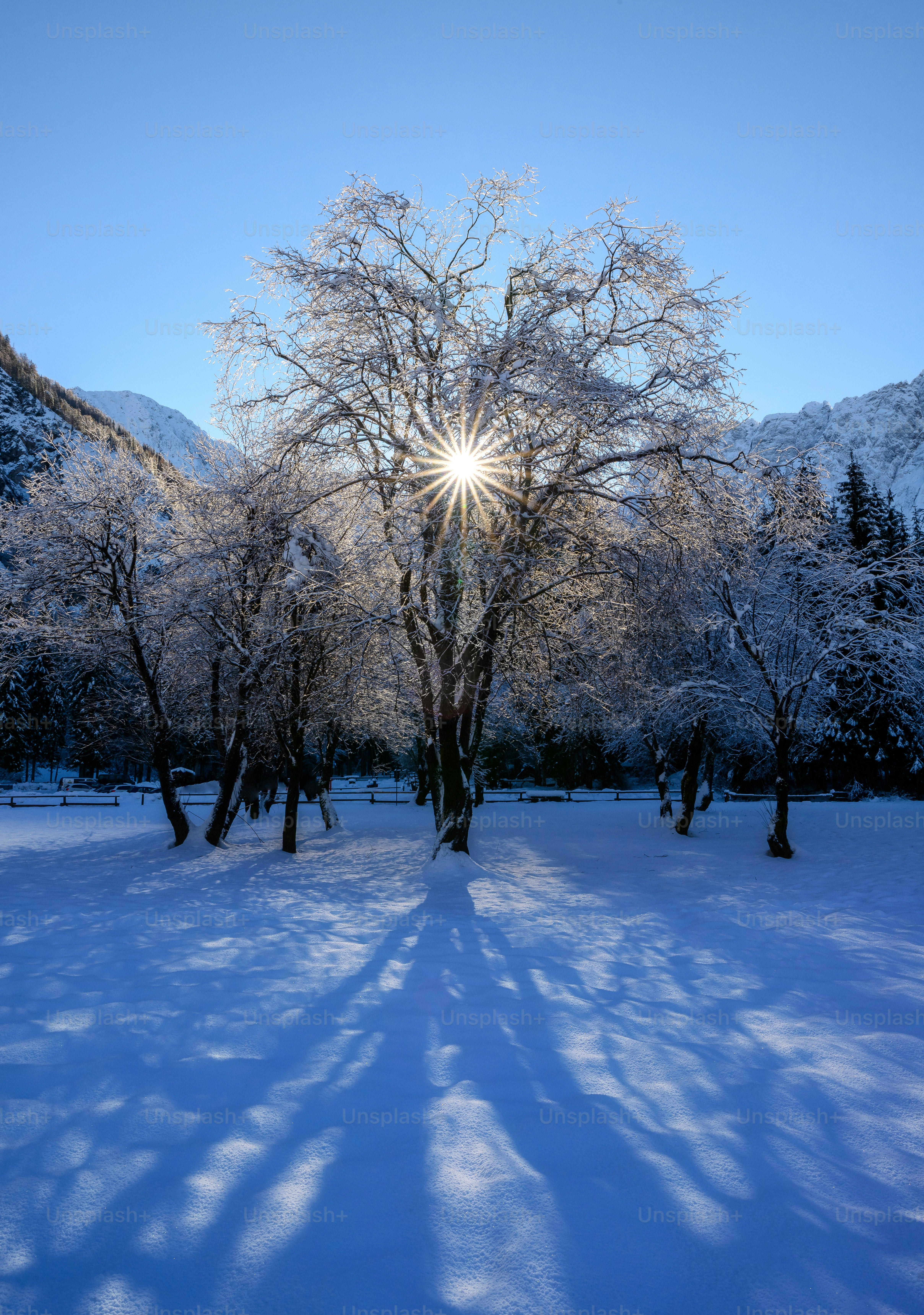 the sun shines brightly through the trees in the snow