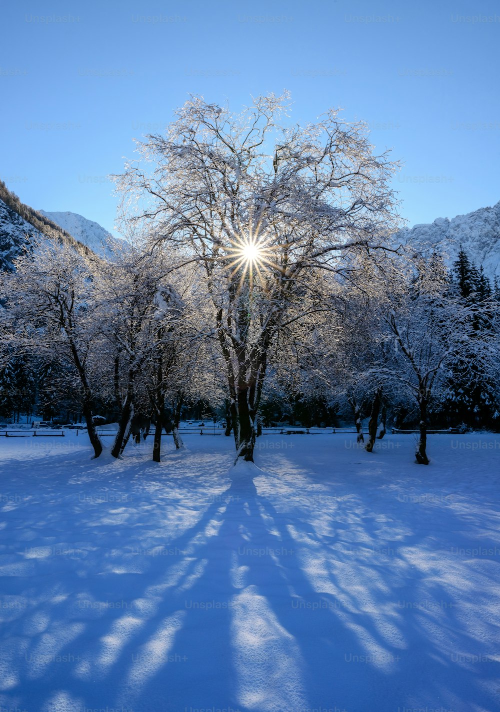雪の中の木々の間から太陽が明るく輝く