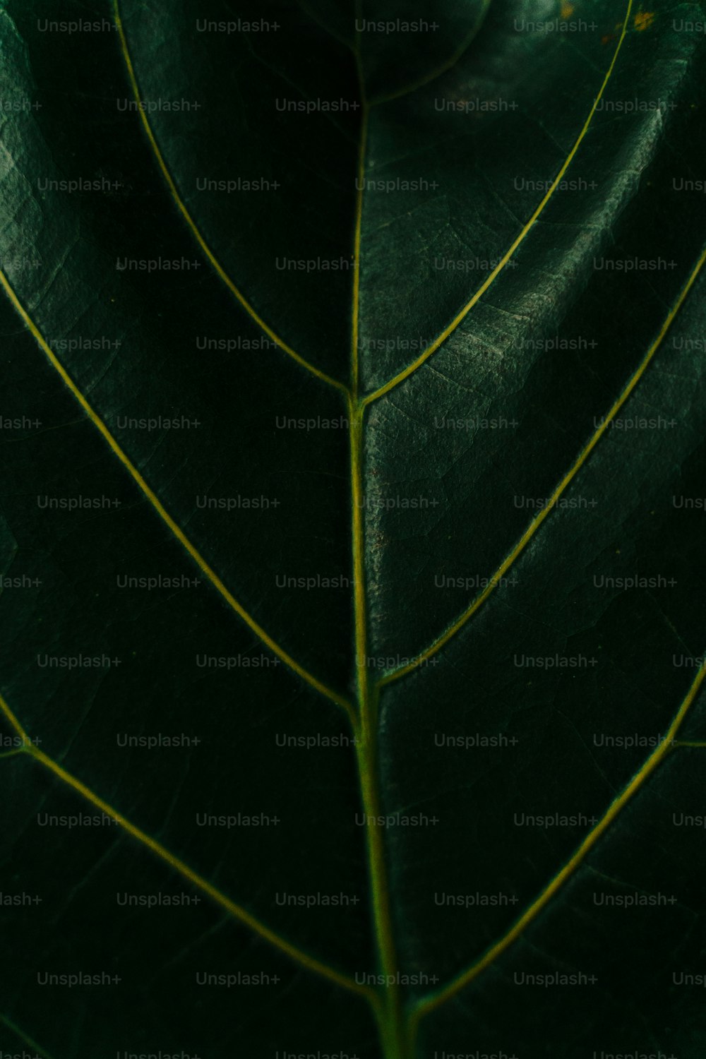 a close up of a green leaf