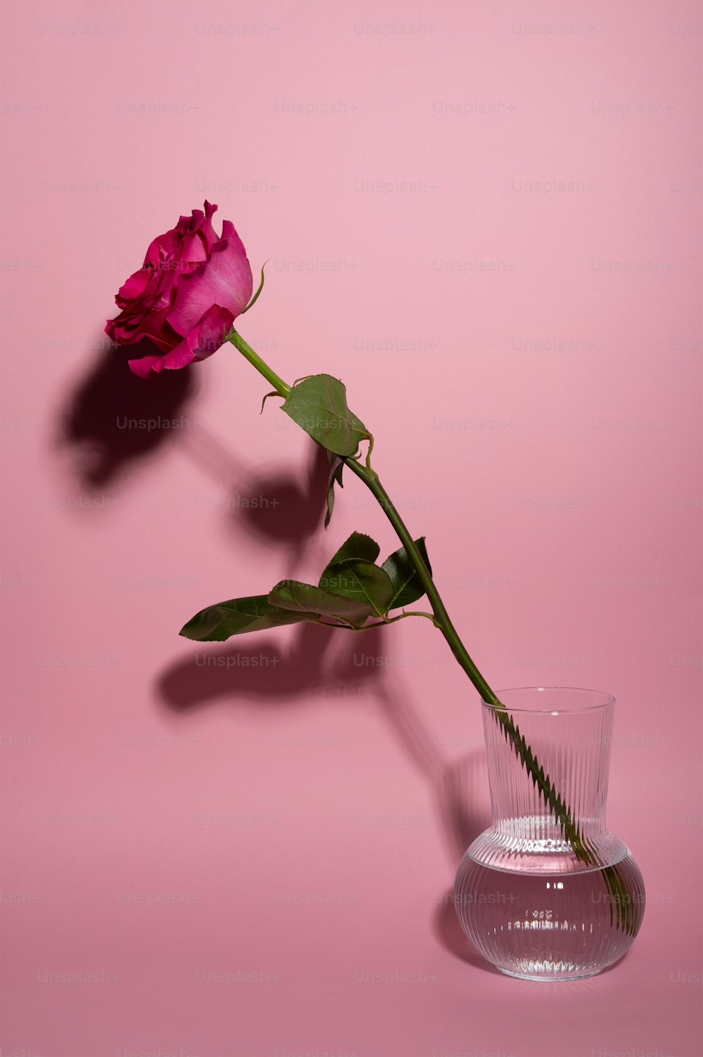 a pink rose in a glass vase